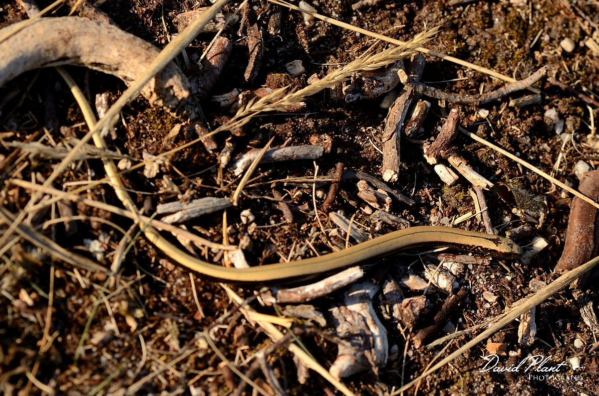 David Plant Photography - Wildlife Photography - Slow worm - G.jpg - Slow worm juvenile - Dorset